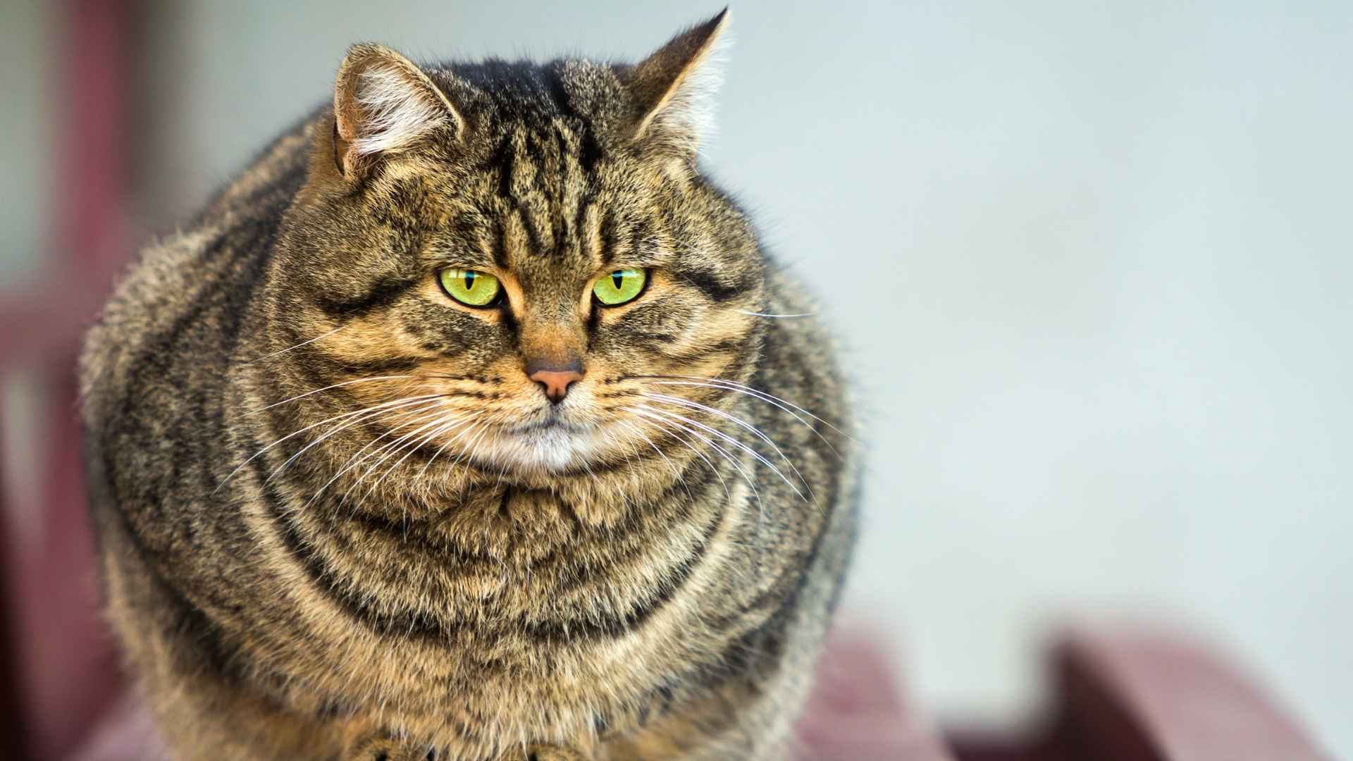 Gato gordo con sobrepeso